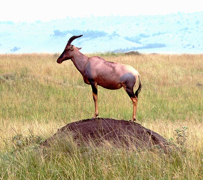 Topi - Masai Mara